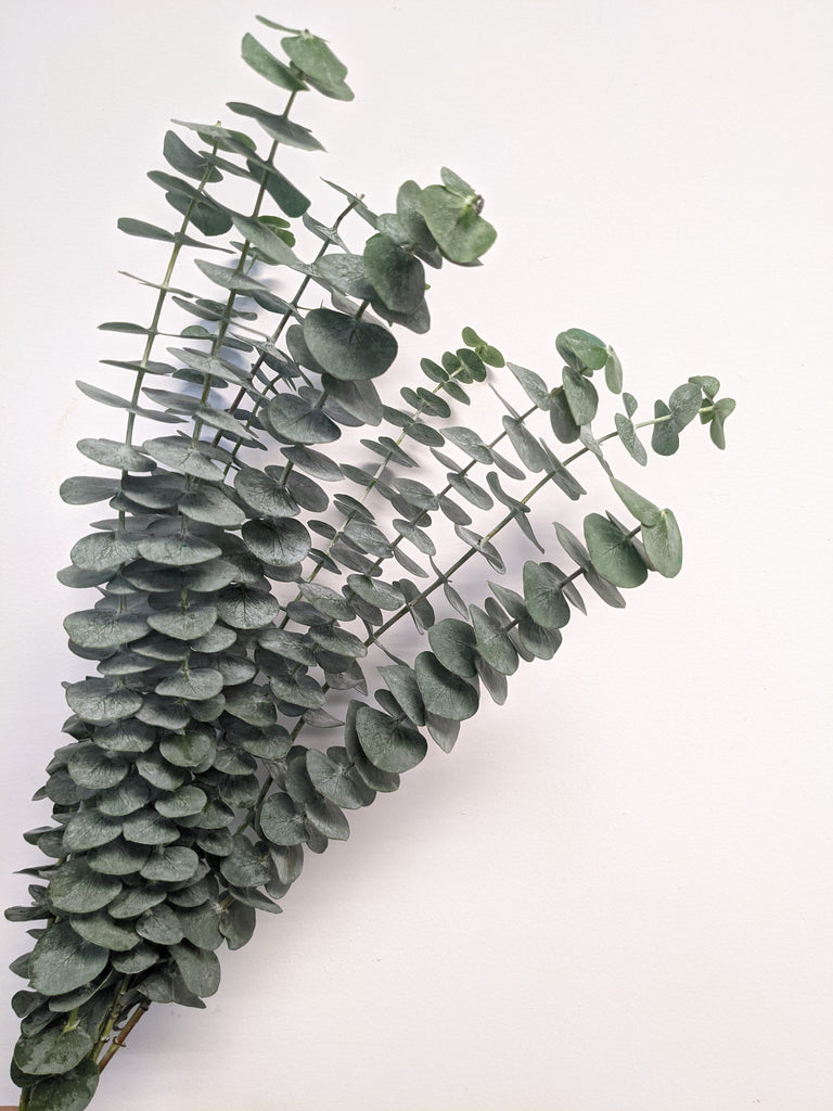 Baby Eucalyptus Bundle - Beaudry Flowers