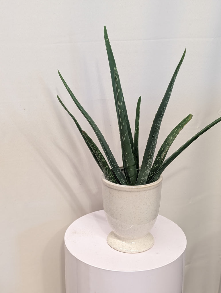 Potted 4" Aloe Vera