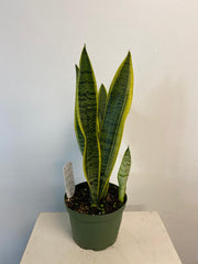 Sansevieria (Snake Plant) - Beaudry Flowers