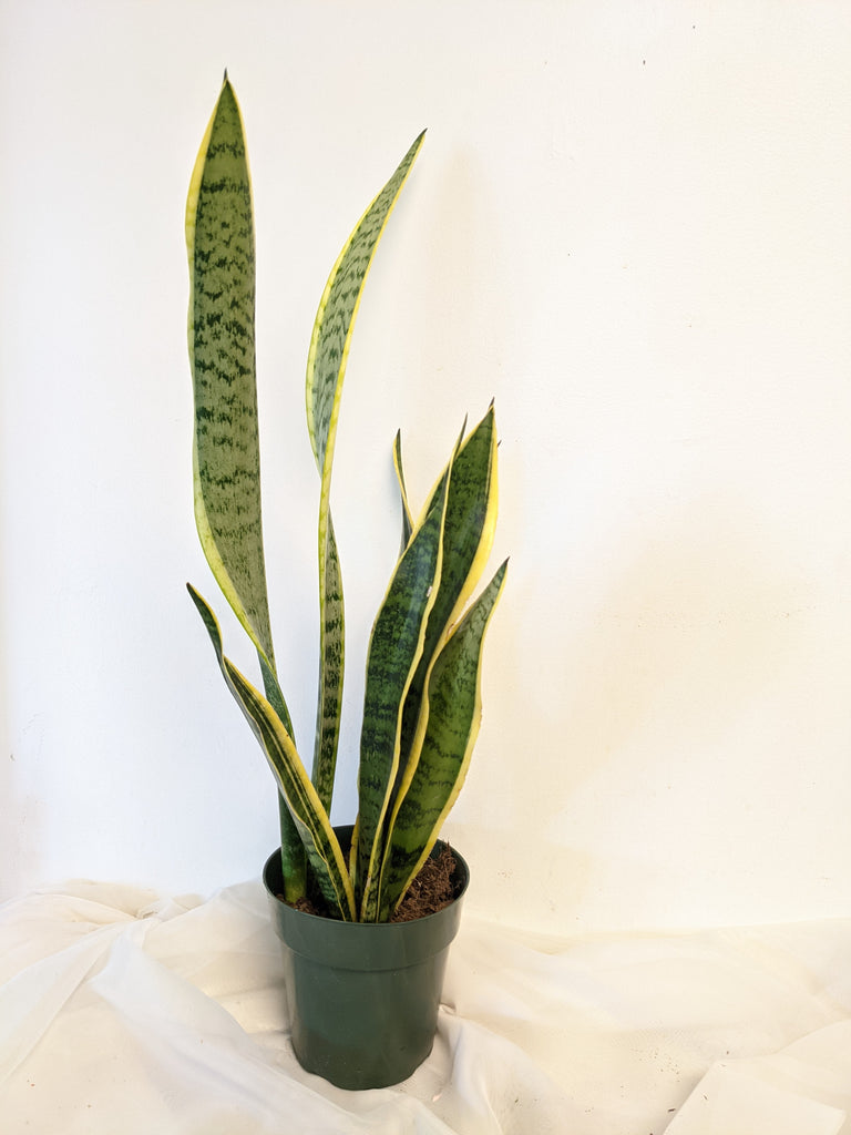 Sansevieria (Snake Plant) - Beaudry Flowers