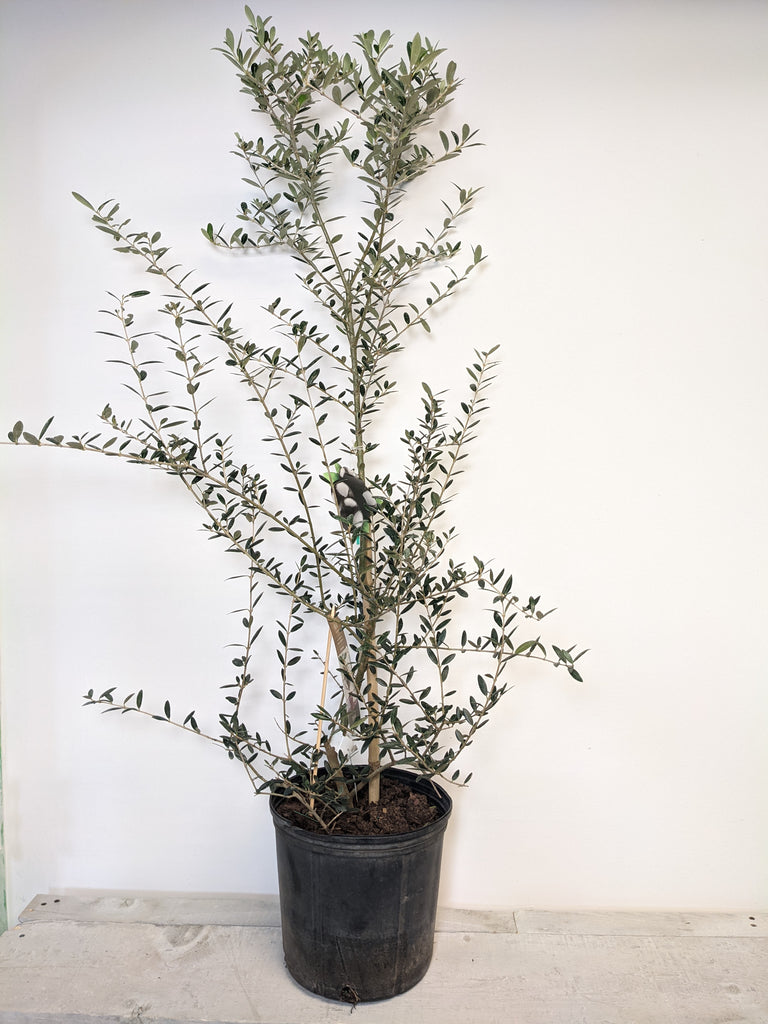 10" Olive Tree - Beaudry Flowers