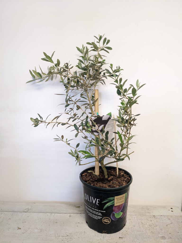 7" Olive Tree - Beaudry Flowers