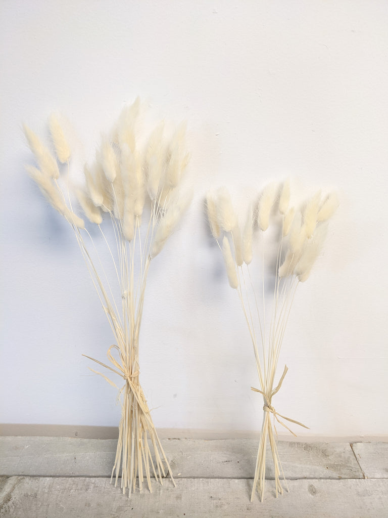 White Lagarus Bunny Tail Bundle - Beaudry Flowers