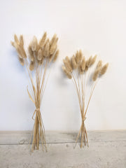 Natural Lagarus Bunny Tail Bundle - Beaudry Flowers