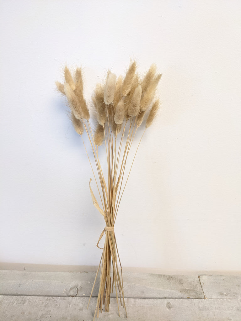 Natural Lagarus Bunny Tail Bundle - Beaudry Flowers