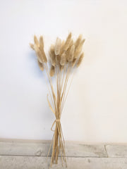 Natural Lagarus Bunny Tail Bundle - Beaudry Flowers