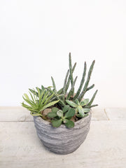 Cement Succulent Planter - Beaudry Flowers
