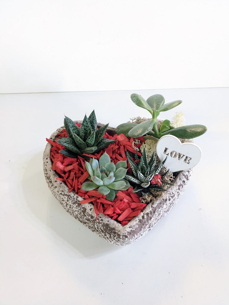Valentine's Heart Succulent Planter - Beaudry Flowers