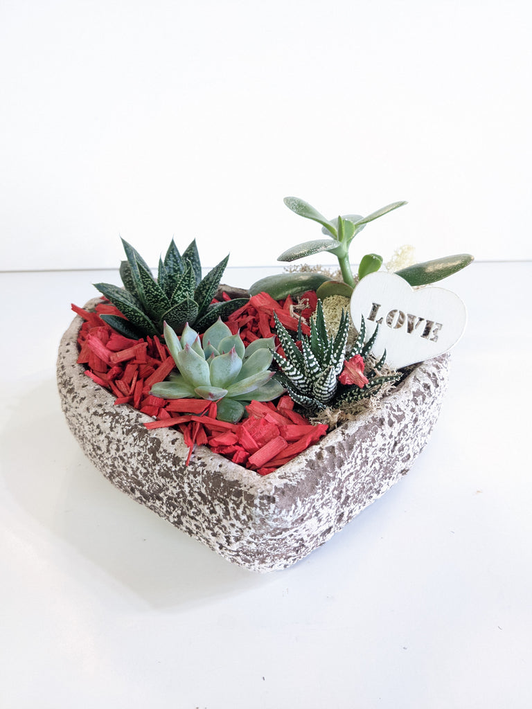 Valentine's Heart Succulent Planter - Beaudry Flowers