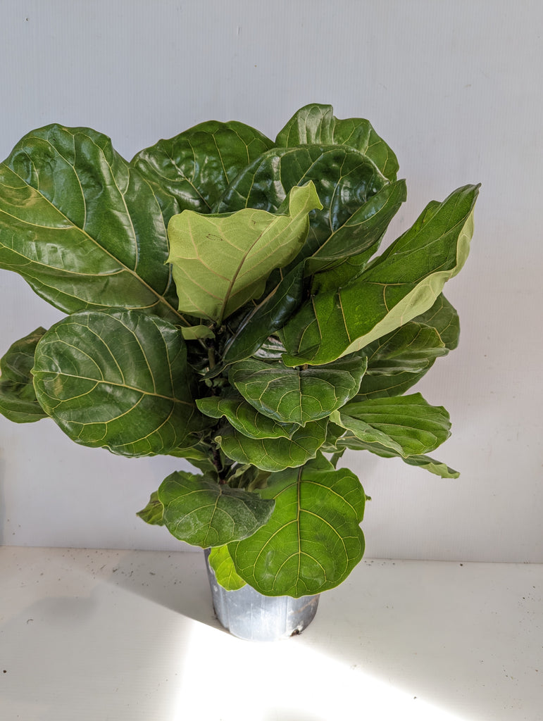 10" Ficus Lyrata Bush - Fiddle Leaf Fig - Beaudry Flowers