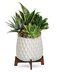 Teleflora's Modern Mood Succulent Garden - Beaudry Flowers