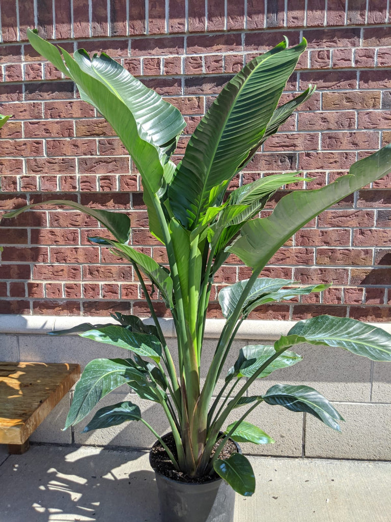 14” White Bird of Paradise - Beaudry Flowers